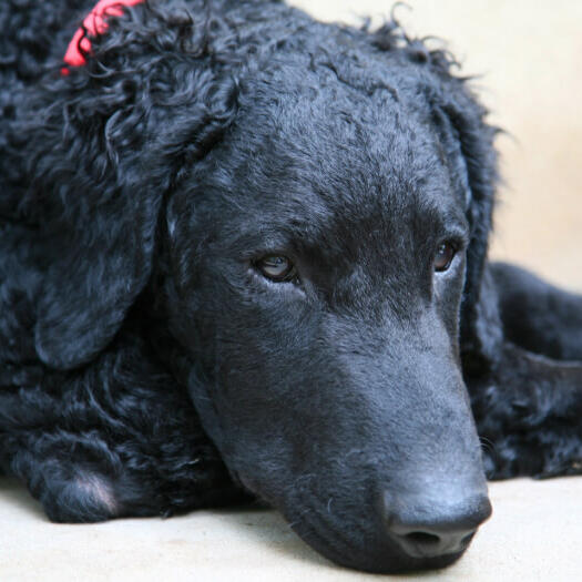 Curly coated retriever dog for outlet sale